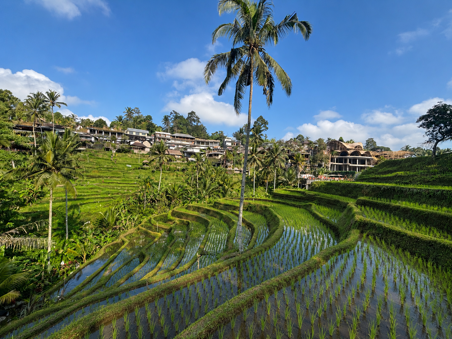 Ubud Rice Terrace + Panglipuran Village + Waterfall